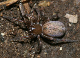 Liocranid Sac Spiders - Liocranidae
