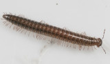 Caseyidae - Underwoodia iuloides