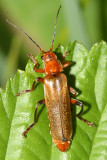 Cantharis livida