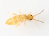 Entomobrya atrocincta  (immature)