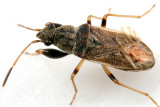 Pseudopachybrachius basalis