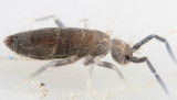 Entomobrya griseoolivata