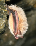 Tricolored Bat - Perimyotis subflavus