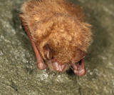 Eastern Pipistrelle Bat - Pipistrellus subflavus