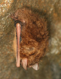 Eastern Pipistrelle Bat - Pipistrellus subflavus