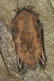 Little Brown Bat - Myotis lucifugus