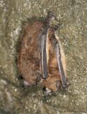 Little Brown Bat - Myotis lucifugus