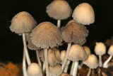 Coprinellus sp.