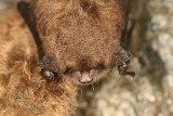 Little Brown Bat - Myotis lucifugus