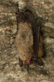 Northern Long-eared Bat - Myotis septentrionalis