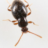 Parascydmus sp.