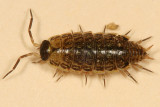 Philoscia muscorum