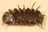  Pill Bug - Armadillidiidae - Armadillidium vulgare