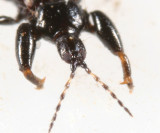 Tube-tailed Thrips - Phlaeothripidae