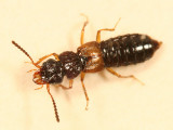 Oxytelus sp.