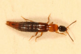 Diochus schaumii