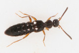 Falagria sulcata