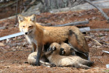 Red Fox - Vulpes vulpes (feeding the babies)