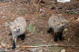 Red Fox - Vulpes vulpes (young kits)
