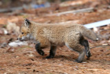 Red Fox - Vulpes vulpes