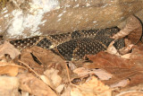 Timber Rattlesnake - Crotalus horridus