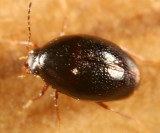 Scaphisoma sp.