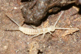 Campodeidae