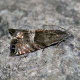 3425 -- Speckled Sereda Moth -- Sereda tautana