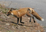 Red Fox - Vulpes vulpes