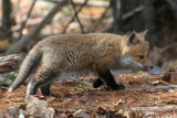 Red Fox - Vulpes vulpes