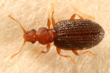 Dienerella ruficollis