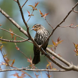 Red-winged Blackbird - Agelaius phoeniceus (female)