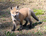 Red Fox - Vulpes vulpes