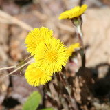 Coltsfoot - Tussilago farfara