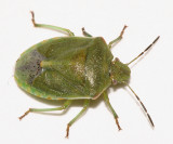 Red-shouldered Stink Bug - Thyanta custator