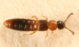 Atheta (Microdota) pennsylvanica