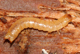 Pytho seidlitzi, larva
