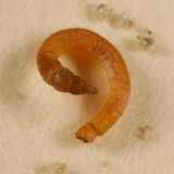 Limnophila sp. (larva)