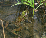 Green Frog - Lithobates clamitans