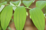 Hairy Solomons Seal - Polygonatum pubescens