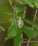 Gray Tree Frog - Hyla versicolor