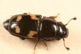 4-spotted Sap Beetle - Glischrochilus quadrisignatus