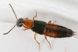 Bisnius blandus