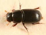 Ataenius spretulus