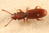 Cathartosilvanus imbellis