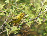 Prairie Warbler - Setophaga discolor 