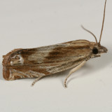 2916 - Eucosma formosana