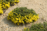 Golden-heather - Hudsonia ericoides