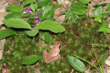 Wood Frog - Lithobates sylvaticus