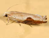 3257 - Pseudexentera costomaculana